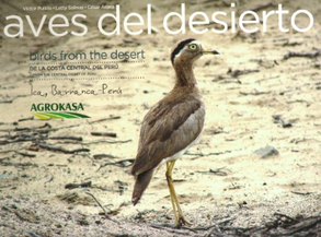 Desert birds of the Central Coast of Peru